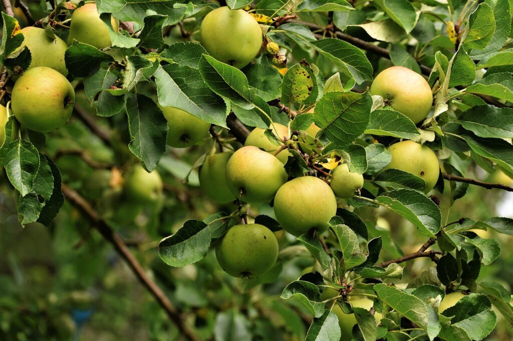 apple tree, apple, pome fruit family, fruit, fruit tree, vitamins, branch, tree, healthy, nature, food, bio, apple tree, apple tree, apple tree, apple tree, apple tree, apple, apple, fruit tree-7310976.jpg